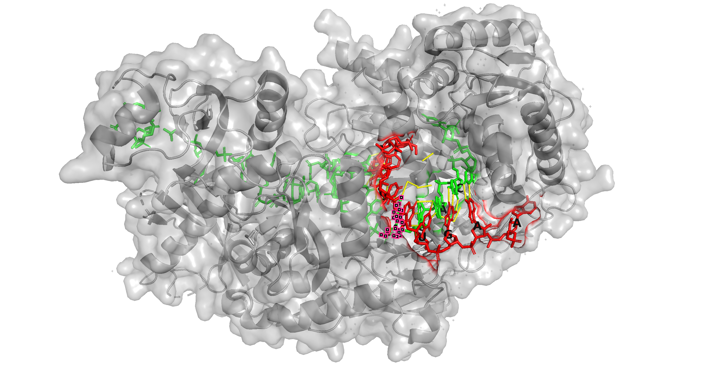 AGO2 protein bound to guide and target RNA