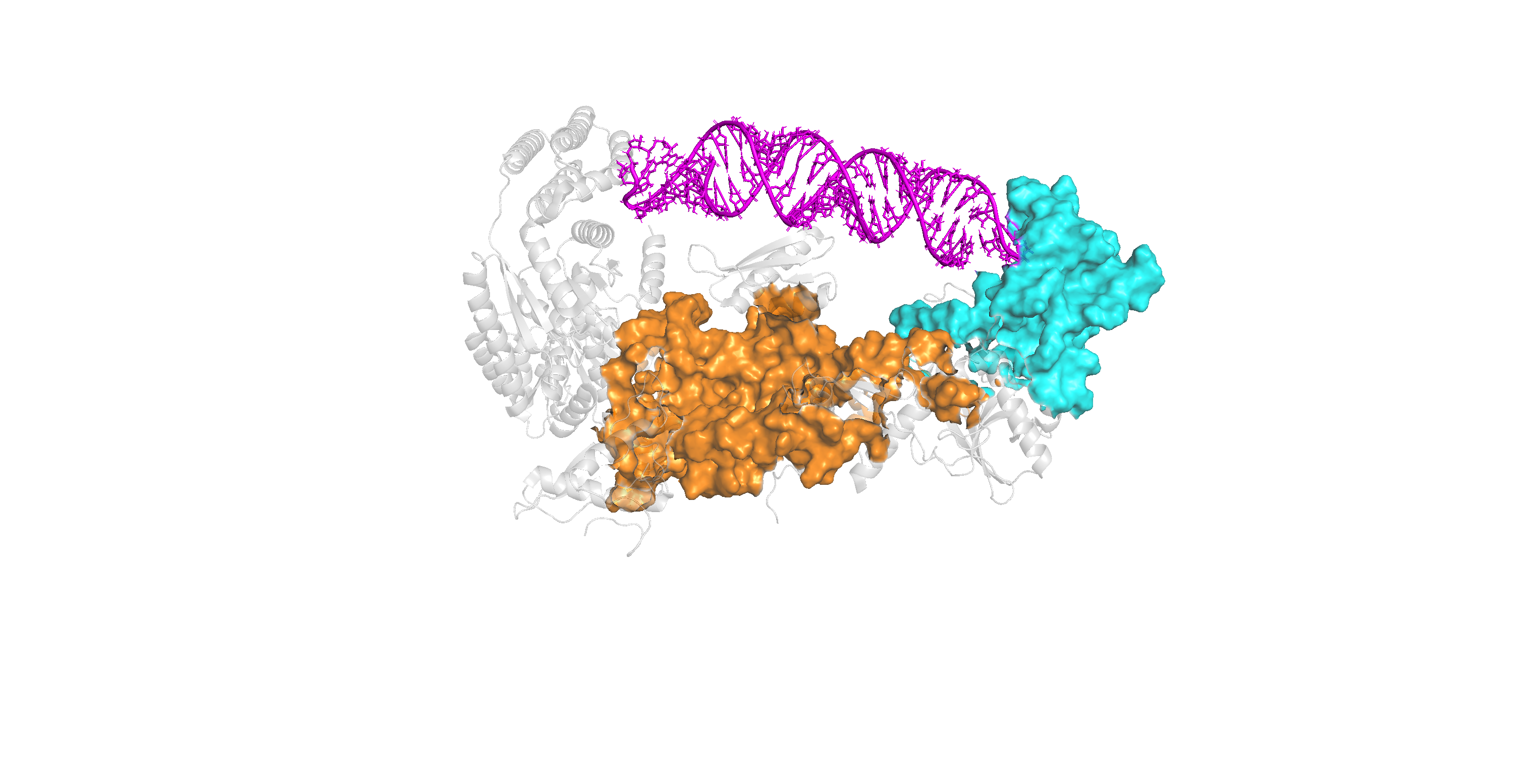 Dicer Enzyme holding RNA hairpin