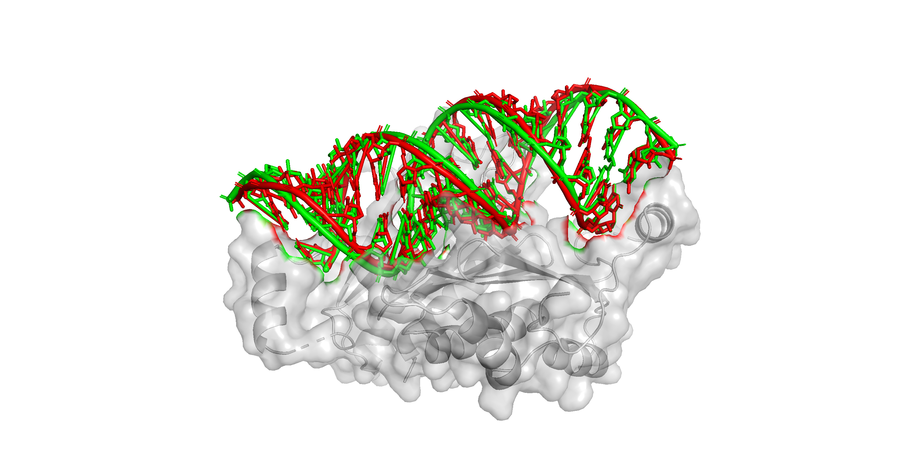 Viral p19 protein clamping RNA